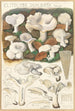 Clitocybe dealbata - Hans Baldung — vista dell’opera