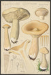 Clitocybe geotropa Bulliard - Hans Baldung — vista dell’opera