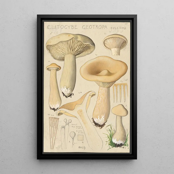 Clitocybe geotropa Bulliard - Hans Baldung — quadro incorniciato alla parete