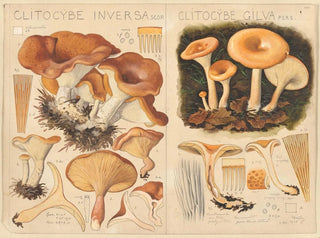 Hans Walty - Clitocybe inversa Clitocybe gilva.webp