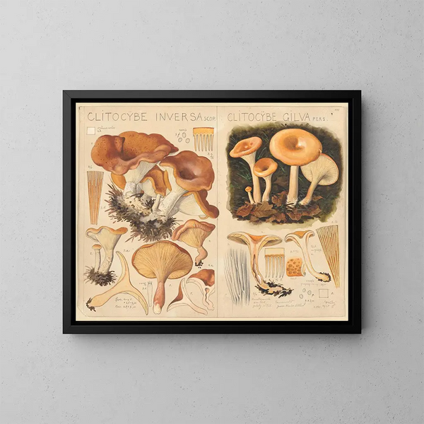 Clitocybe inversa e Clitocybe gilva - Hans Baldung — quadro incorniciato alla parete