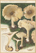 Clitocybe nébuleux - Hans Baldung — vista dell’opera