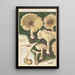 Clitocybe nébuleux - Hans Baldung — quadro incorniciato alla parete