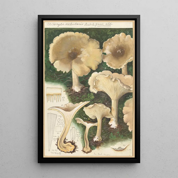 Clitocybe nébuleux - Hans Baldung — quadro incorniciato alla parete