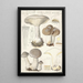 Clitocybe nébuleux Batsch 2 - Hans Baldung — quadro incorniciato alla parete