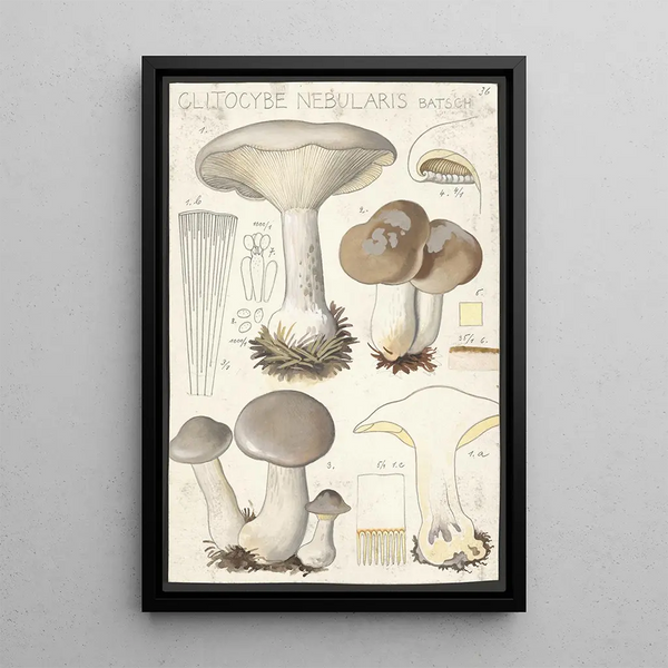 Clitocybe nébuleux Batsch 2 - Hans Baldung — quadro incorniciato alla parete