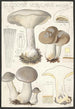 Clitocybe nébuleux Batsch 2 - Hans Baldung — vista dell’opera