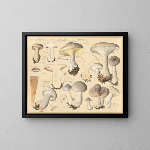 Clitocybe nébuleux - Hans Baldung — quadro incorniciato alla parete