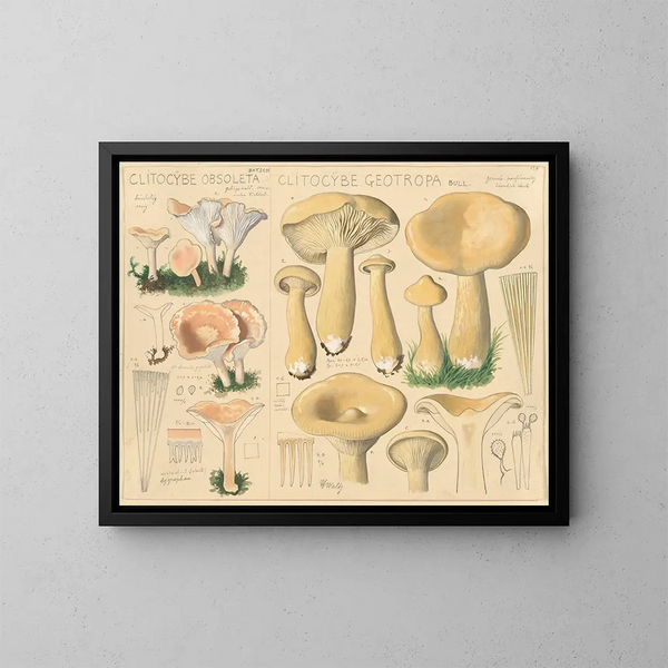 Clitocybe obsoleta e Clitocybe géotrope - Hans Baldung — quadro incorniciato alla parete