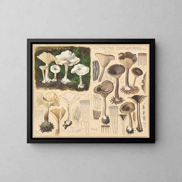 Clitocybe vibecina e Clitocybe cyathiformis - Hans Baldung — quadro incorniciato alla parete