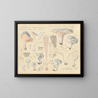 Hans Walty - Clitopilus prunulus Qulet.webp