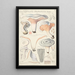 Clitopilus prunulus Scop - Hans Baldung — quadro incorniciato alla parete