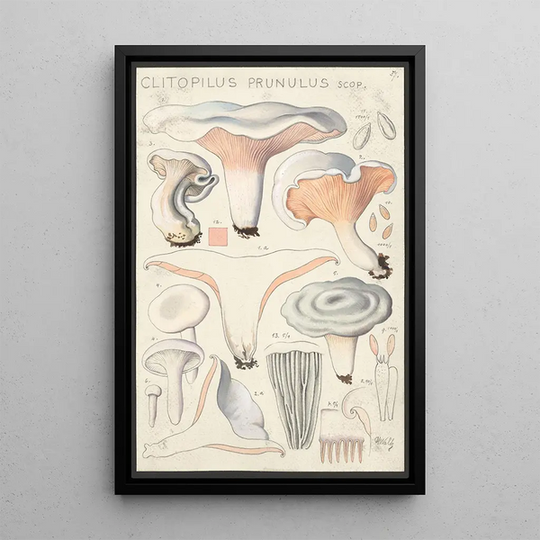 Clitopilus prunulus Scop - Hans Baldung — quadro incorniciato alla parete