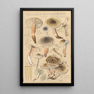 Hans Walty - Collybia butyracea.webp