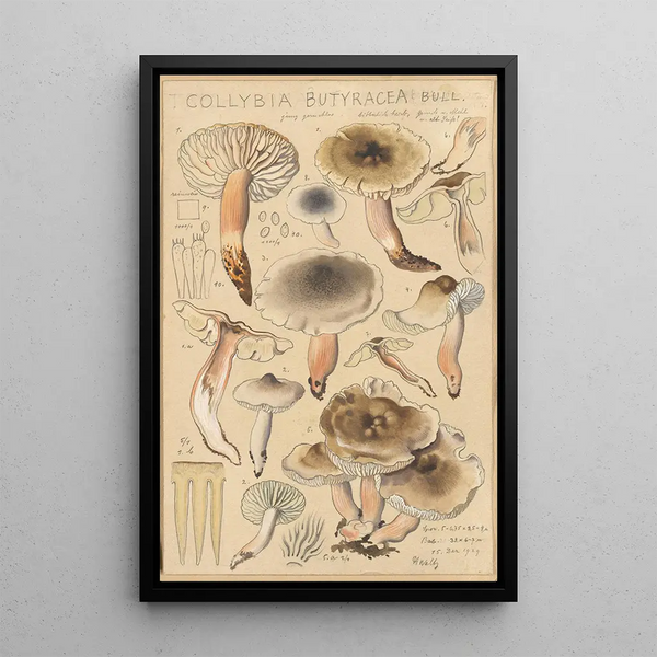 Collybie beurrée - Hans Baldung — quadro incorniciato alla parete