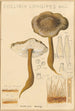 Collybie à long pied - Hans Baldung — vista dell’opera