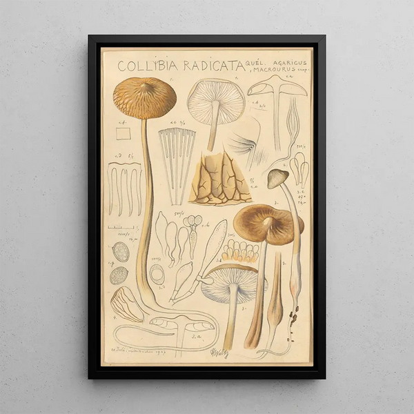 Collybie radicante - Hans Baldung — quadro incorniciato alla parete