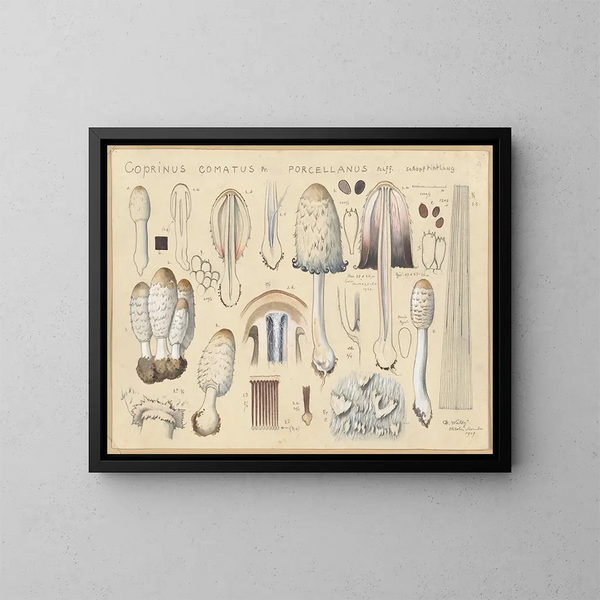 Coprinus comatus var. porcellanus - Hans Baldung — quadro incorniciato alla parete