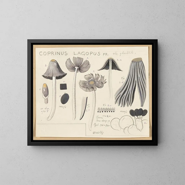 Coprinus lagopus - Hans Baldung — quadro incorniciato alla parete