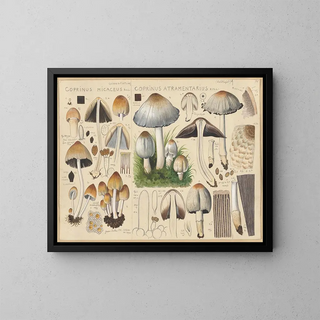 Hans Walty - Coprinus micaceus Coprinus atramentarius.webp