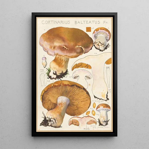 Cortinaire ceinturé Fr - Hans Baldung — quadro incorniciato alla parete
