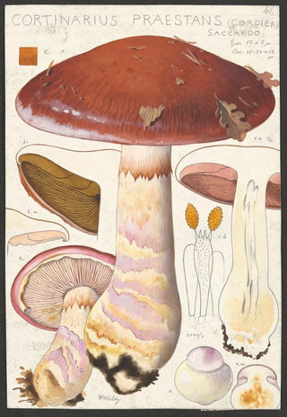 Hans Walty - Cortinarius praestans Cordier Saccardo.webp