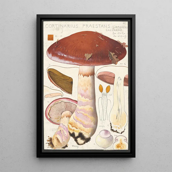 Cortinaire remarquable Cordier Saccardo - Hans Baldung — quadro incorniciato alla parete