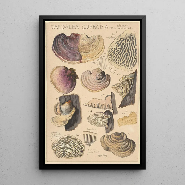 Daedalea quercina - Hans Baldung — quadro incorniciato alla parete