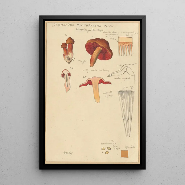 Dermocybe anthracina Fr - Hans Baldung — quadro incorniciato alla parete