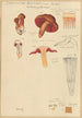 Dermocybe anthracina Fr - Hans Baldung — vista dell’opera