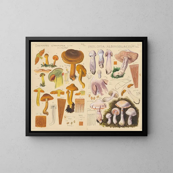 Dermocybe cinnamomea Inoloma alboviolaceum - Hans Baldung — quadro incorniciato alla parete