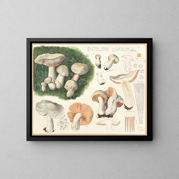 Entolome livide - Hans Baldung — quadro incorniciato alla parete