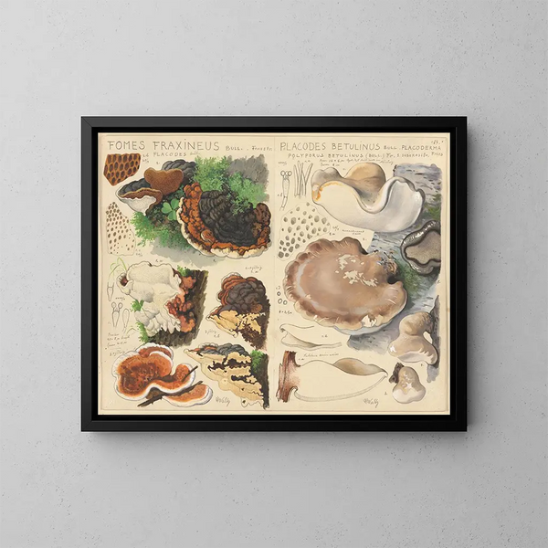 Fomes fraxineus e Placodes betulinus - Hans Baldung — quadro incorniciato alla parete