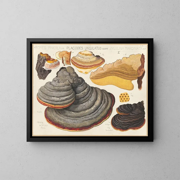 Fomes pinicola, Placodes ungulatus, Ungulina marginata - Hans Baldung — quadro incorniciato alla parete