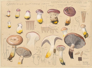 Hans Walty - Gomphidius glutinosus Schff 1762 Gomphidius glutinosus Scff.webp