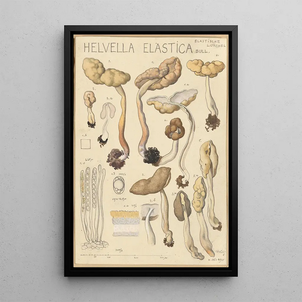 Helvelle elastico - Hans Baldung — quadro incorniciato alla parete