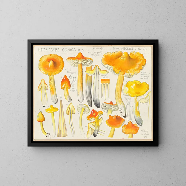 Hygrocybe conica subsp. nigrescens - Hans Baldung — quadro incorniciato alla parete