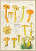 Hygrocybe obrussea Fries - Hans Baldung — vista dell’opera