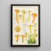Hygrocybe obrussea Fries - Hans Baldung — quadro incorniciato alla parete