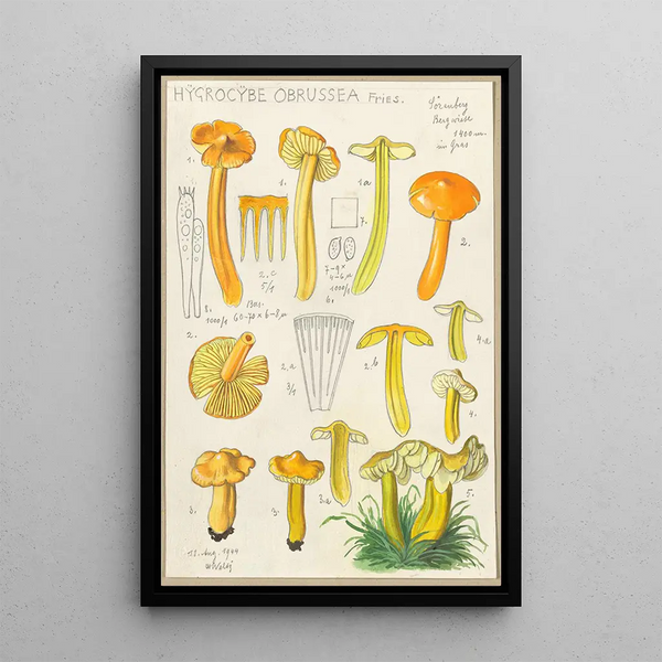 Hygrocybe obrussea Fries - Hans Baldung — quadro incorniciato alla parete