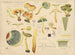 Hypholoma fasciculare - Hans Baldung — vista dell’opera