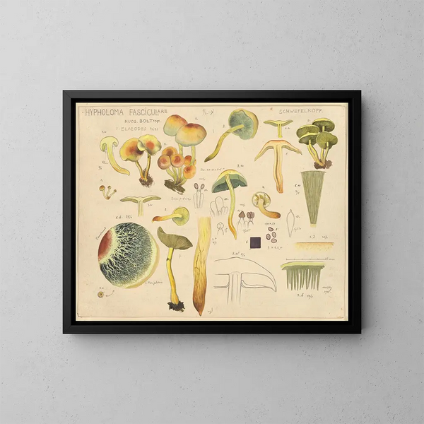 Hypholoma fasciculare - Hans Baldung — quadro incorniciato alla parete