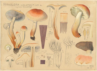 Hypholoma sublateritium - Hans Baldung — vista dell’opera