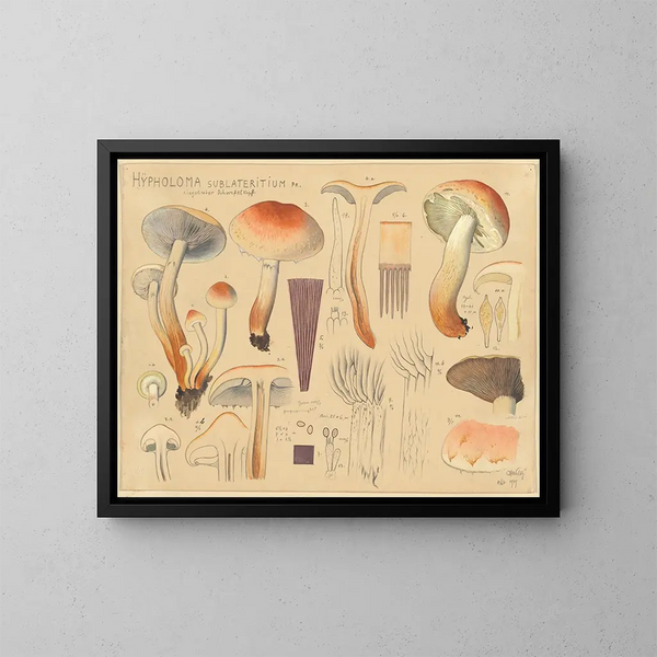 Hypholoma sublateritium - Hans Baldung — quadro incorniciato alla parete