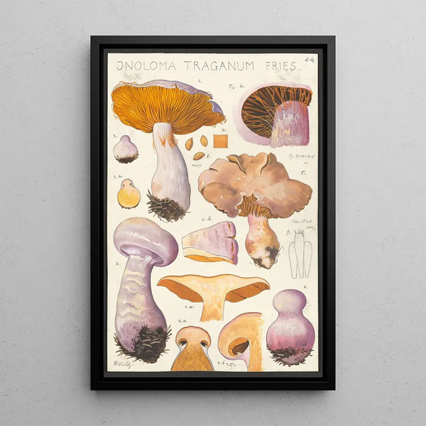 Inoloma traganum Fries - Hans Baldung — quadro incorniciato alla parete