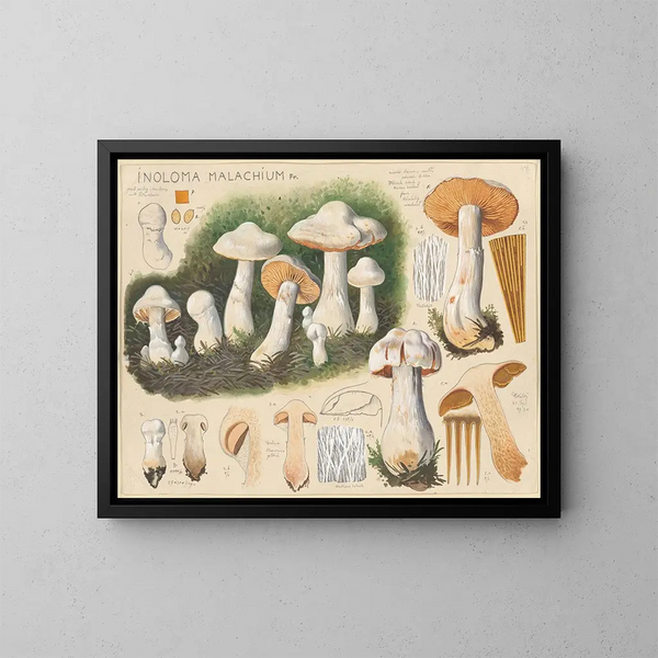 Inoloma malachium - Hans Baldung — quadro incorniciato alla parete