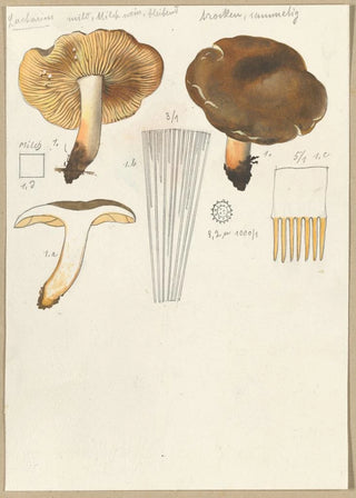 Hans Walty - Lactarius.webp