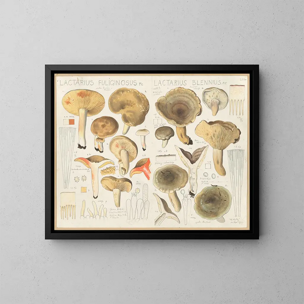 Lactaire fuligineux Lactaire blennius - Hans Baldung — quadro incorniciato alla parete
