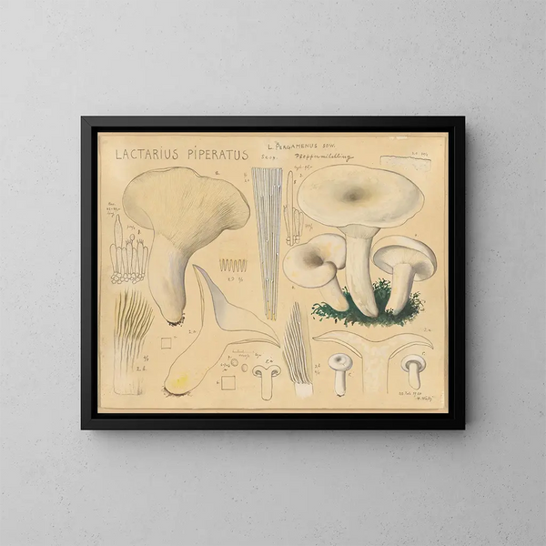 Lactaire poivré - Hans Baldung — quadro incorniciato alla parete