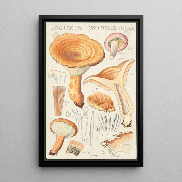 Lactaire tormineux Schaeff - Hans Baldung — quadro incorniciato alla parete